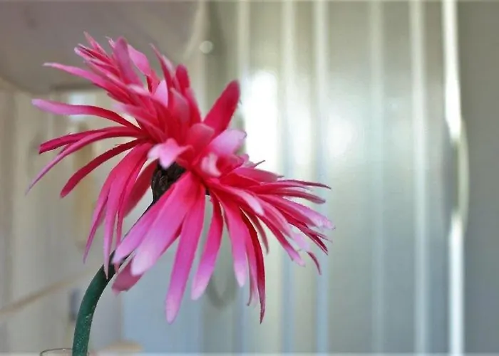 Tschitschmann * Νάουμπουργκ